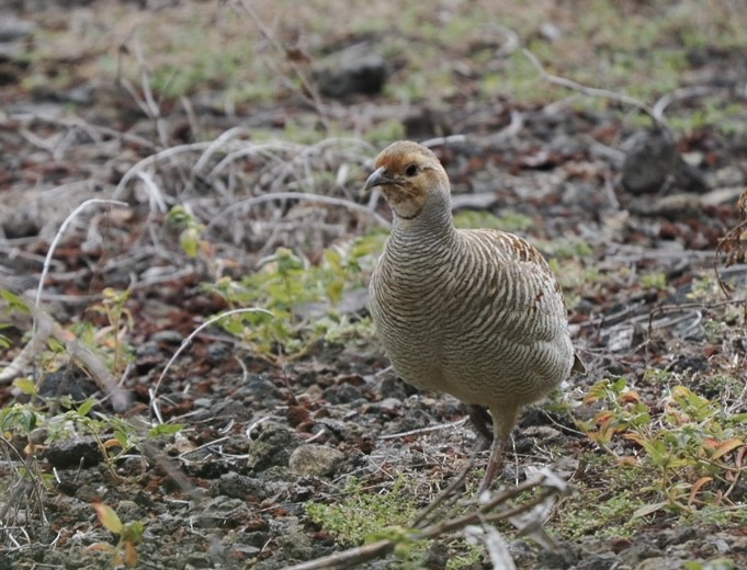 Gray Francolin - Eleanor H Sarren