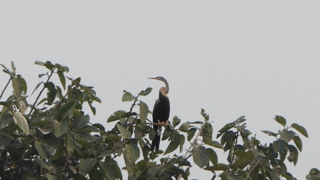 Anhinga Asiática - ML616177799