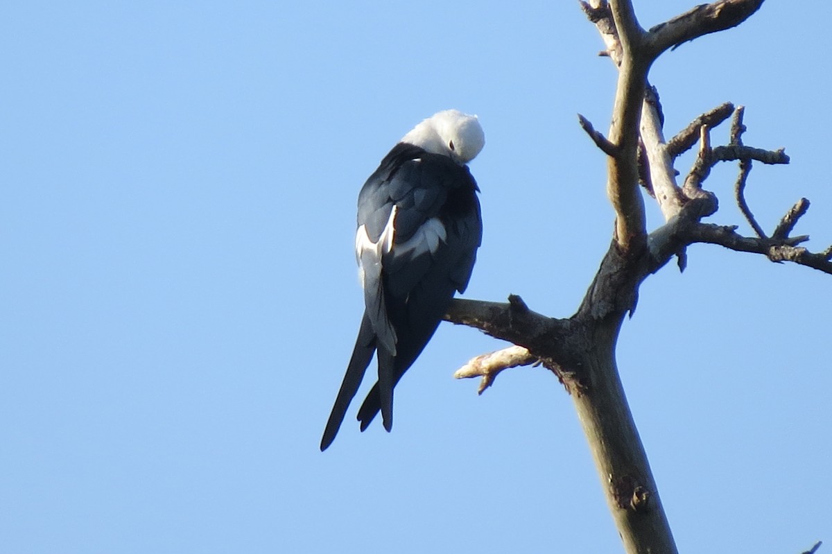 Swallow-tailed Kite - ML616177859