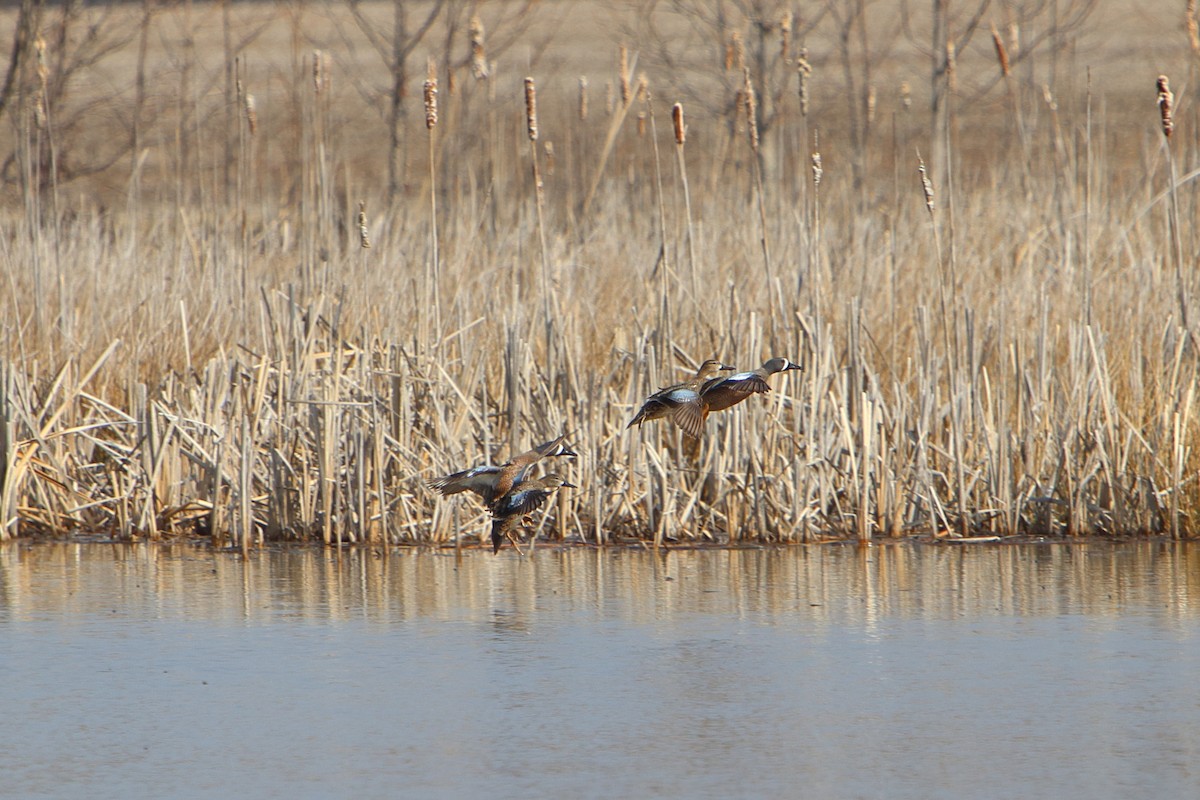 Blue-winged Teal - ML616177861