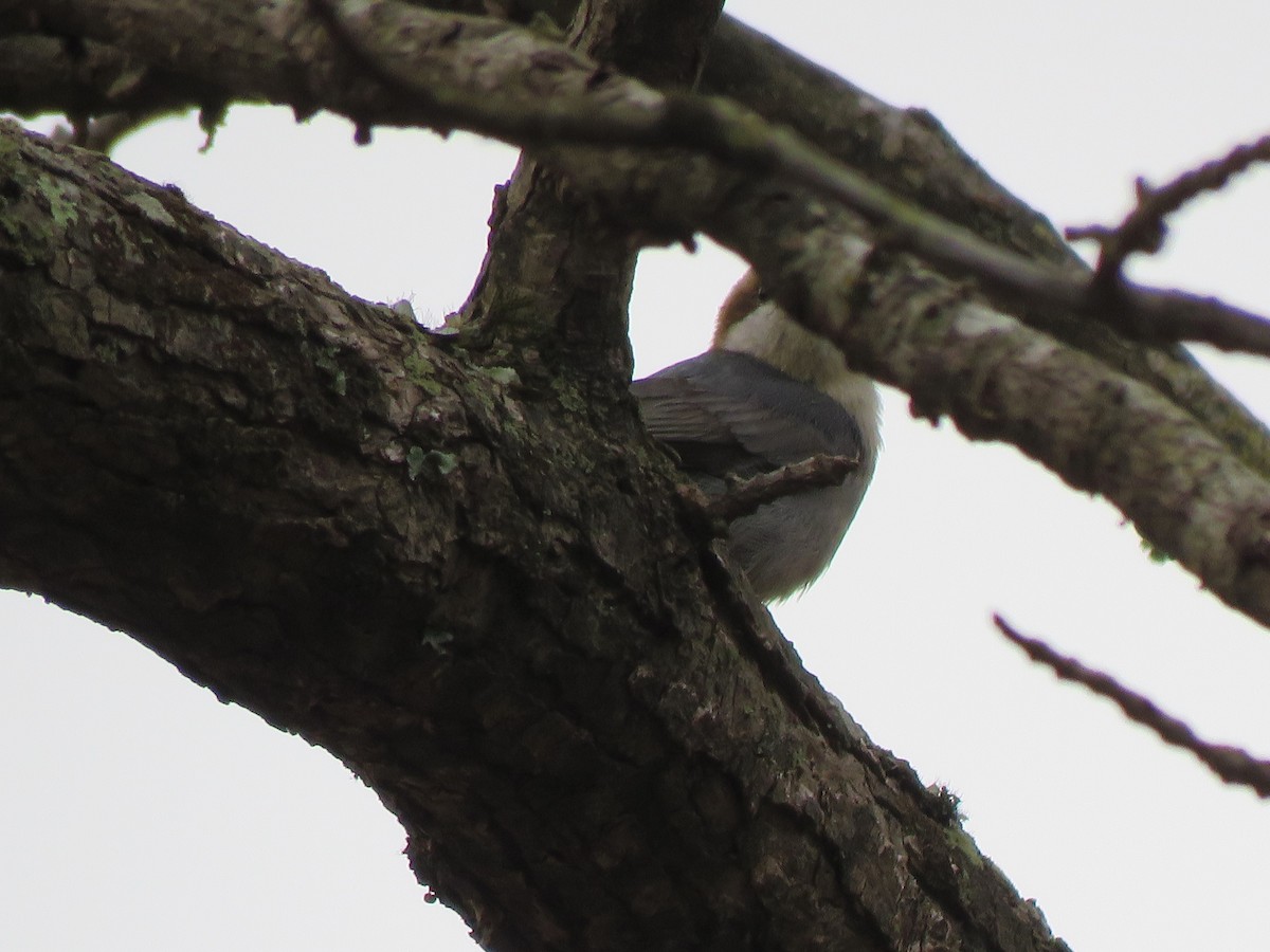 Brown-headed Nuthatch - Monica Hoel