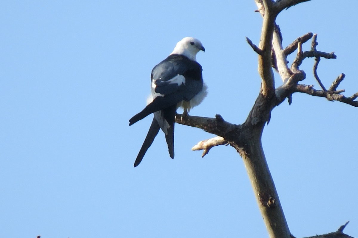 Swallow-tailed Kite - ML616177876