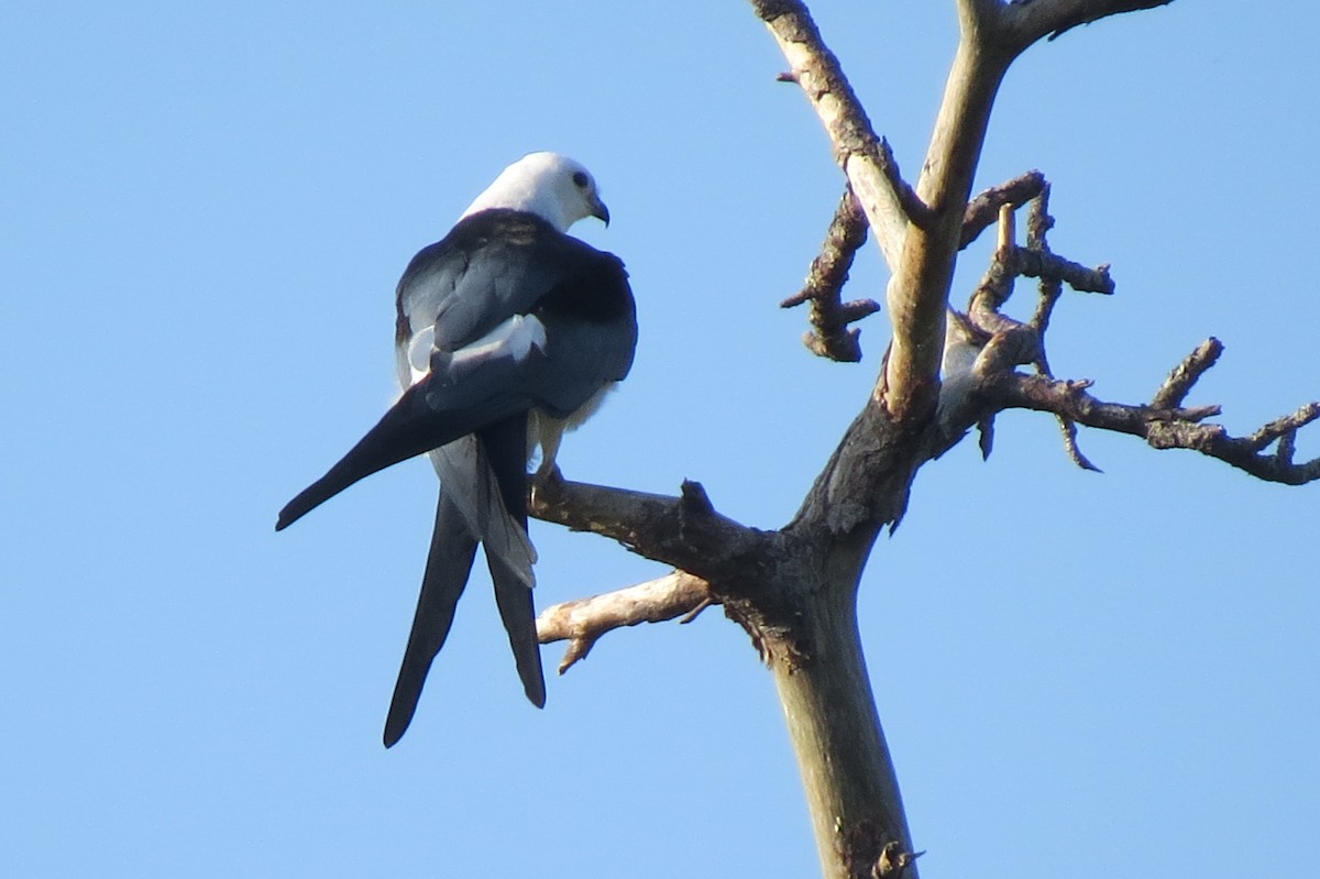 Swallow-tailed Kite - ML616177920