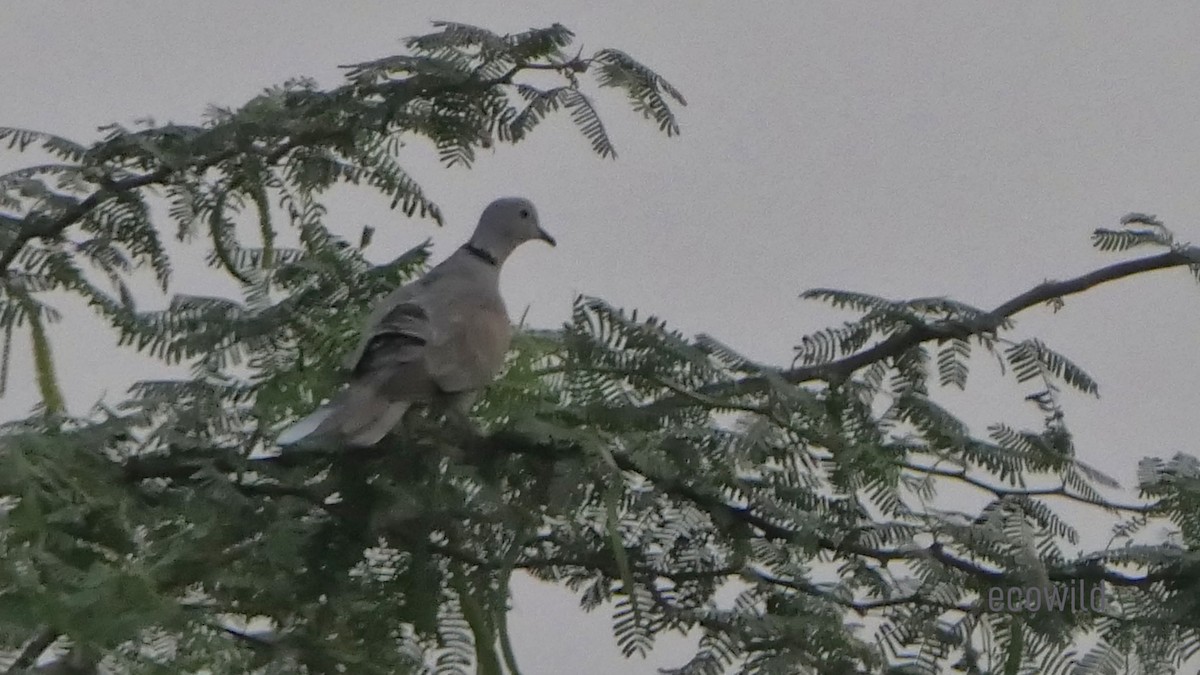 Eurasian Collared-Dove - ML616177949