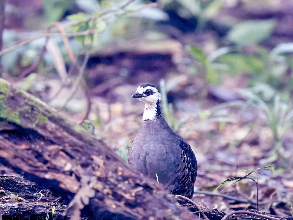 maskehøne - ML616178009