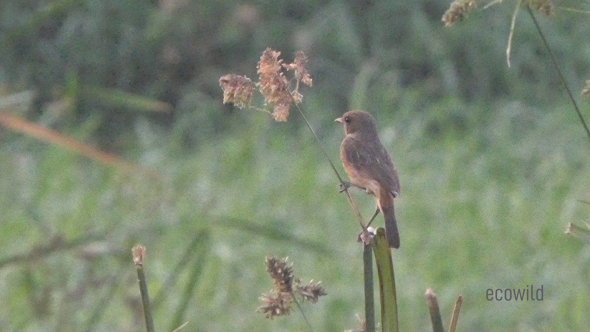 Pied Bushchat - Mohan Raj K.