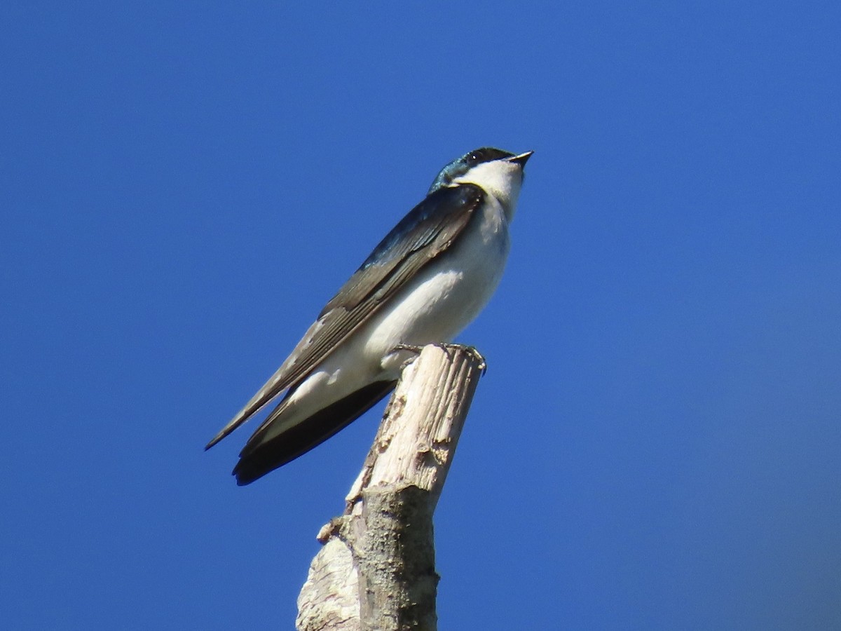 Golondrina Bicolor - ML616178063