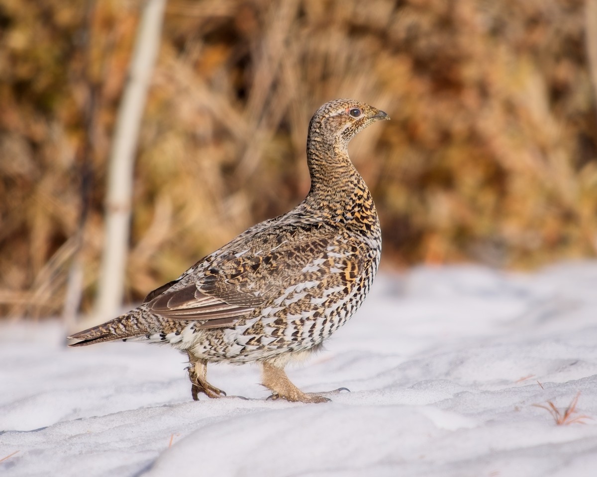 Ruffed Grouse - ML616178113