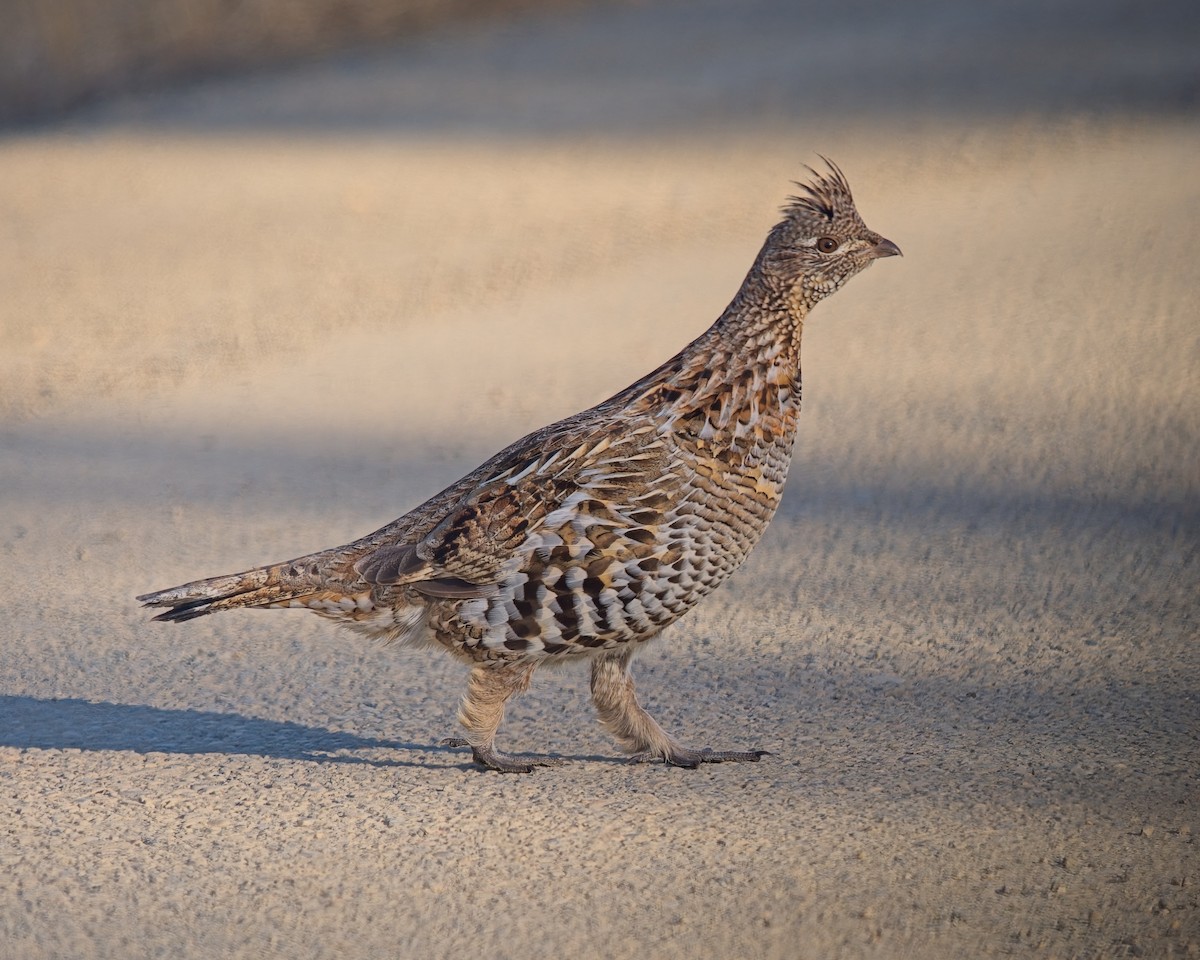 Ruffed Grouse - ML616178114