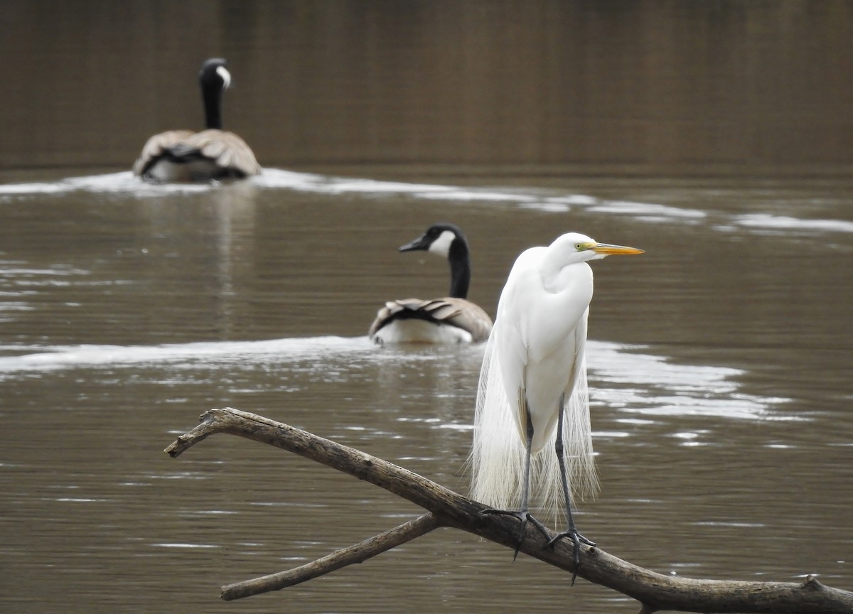 Great Egret - Donna Johnston