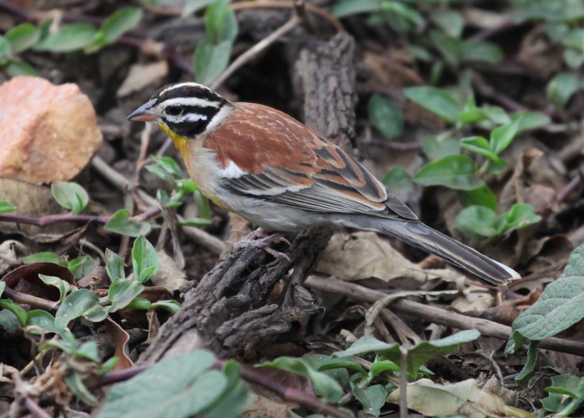 Bruant à poitrine dorée - ML616178156