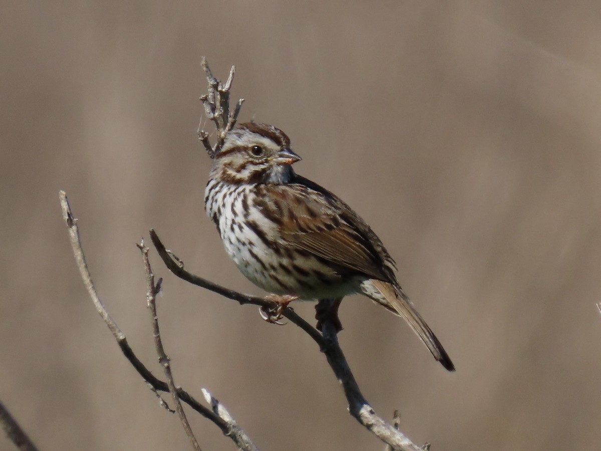 Song Sparrow - ML616178200