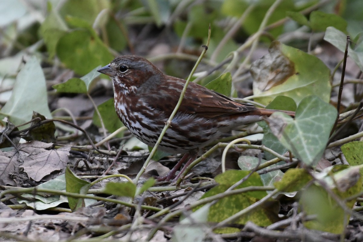 Fox Sparrow (Red) - ML616178219