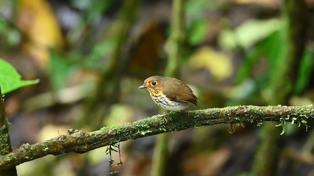 Ochre-breasted Antpitta - ML616178220