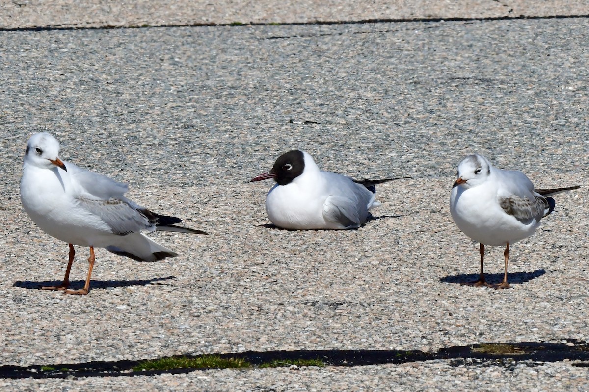 Black-headed Gull - ML616178238