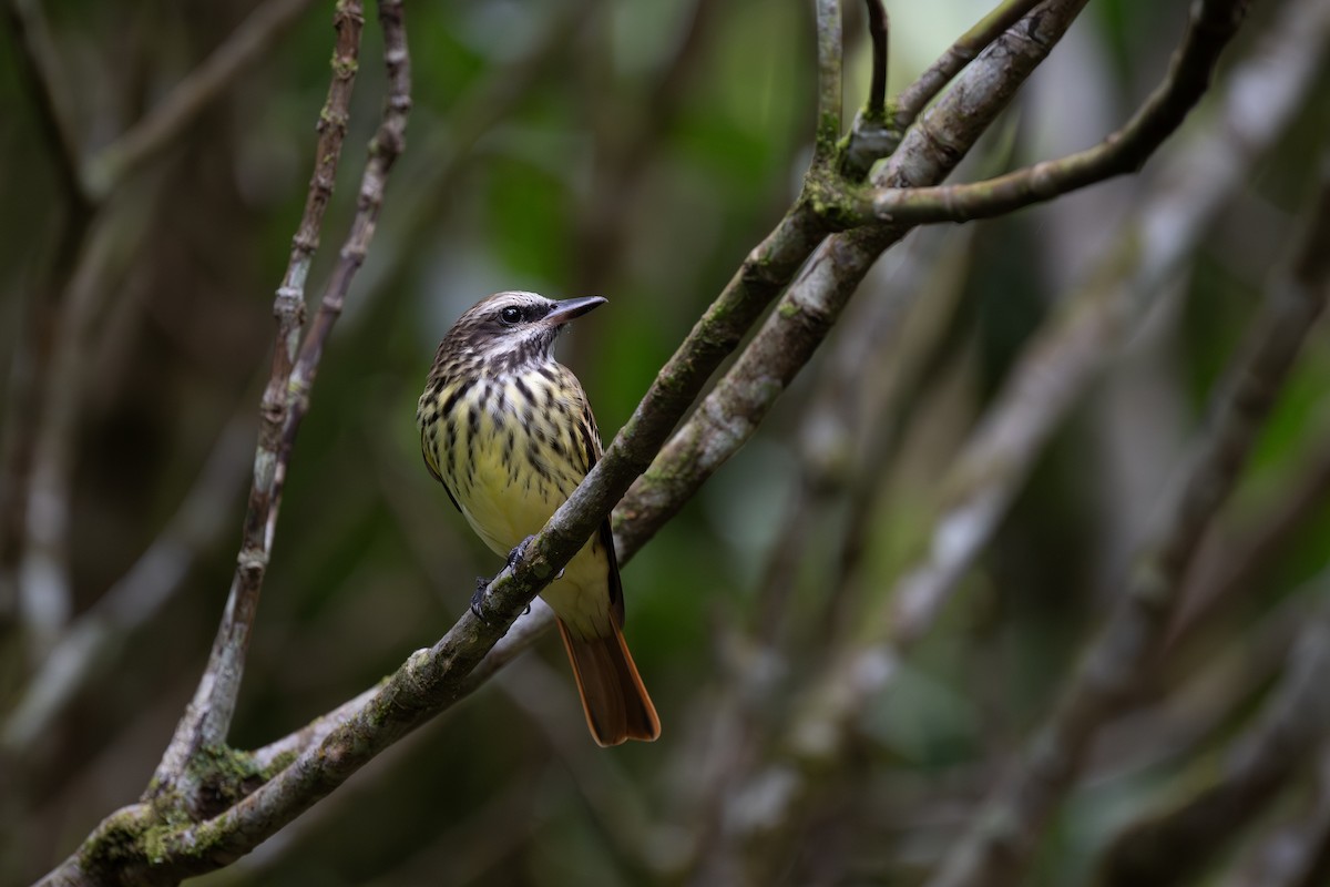 Sulphur-bellied Flycatcher - Charles Thomas