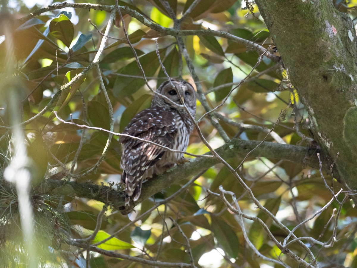 Barred Owl - Gaylon Vorwaller