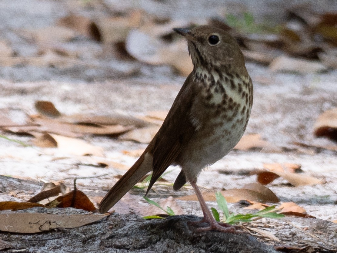 Hermit Thrush - ML616178355