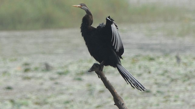 Oriental Darter - ML616178441