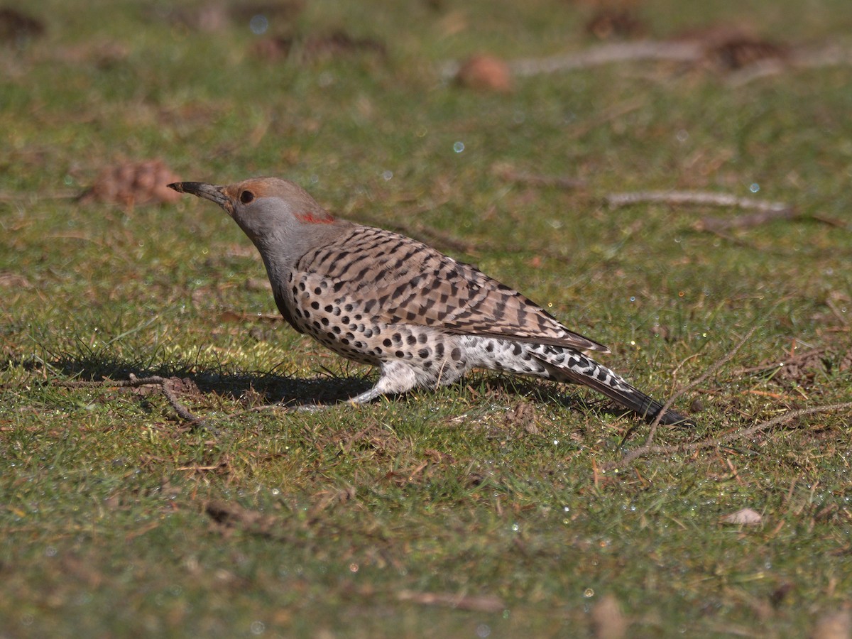 Northern Flicker (Yellow-shafted x Red-shafted) - ML616178456