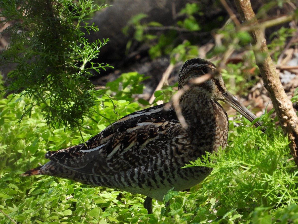 Wilson's Snipe - ML616178470