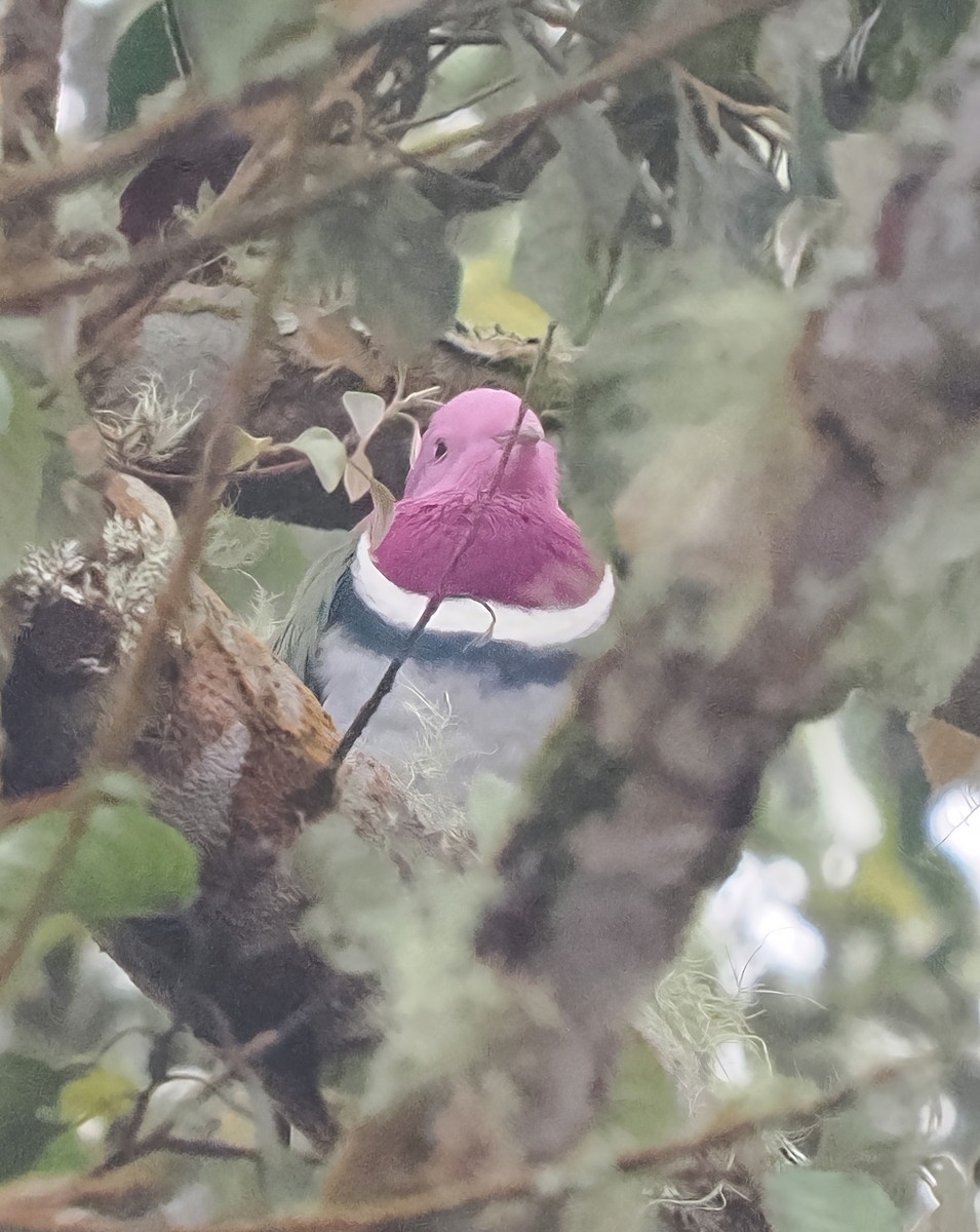 Pink-headed Fruit-Dove - ML616178546
