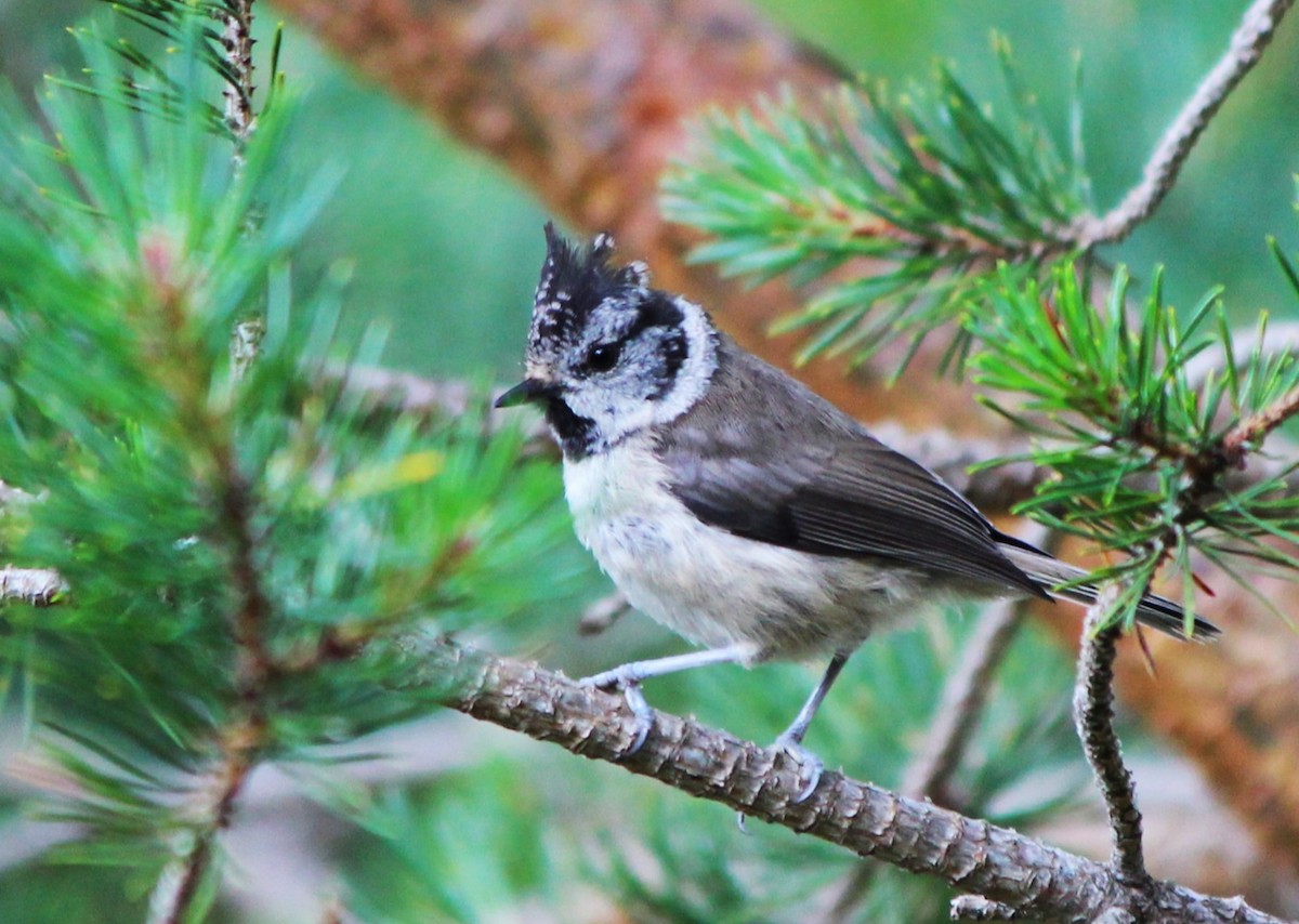 Crested Tit - ML616178550