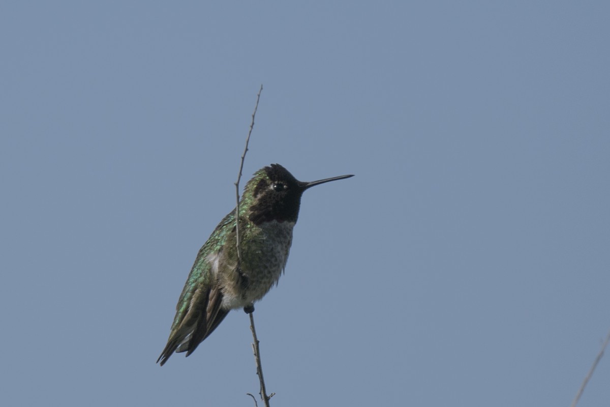 Anna's Hummingbird - ML616178587