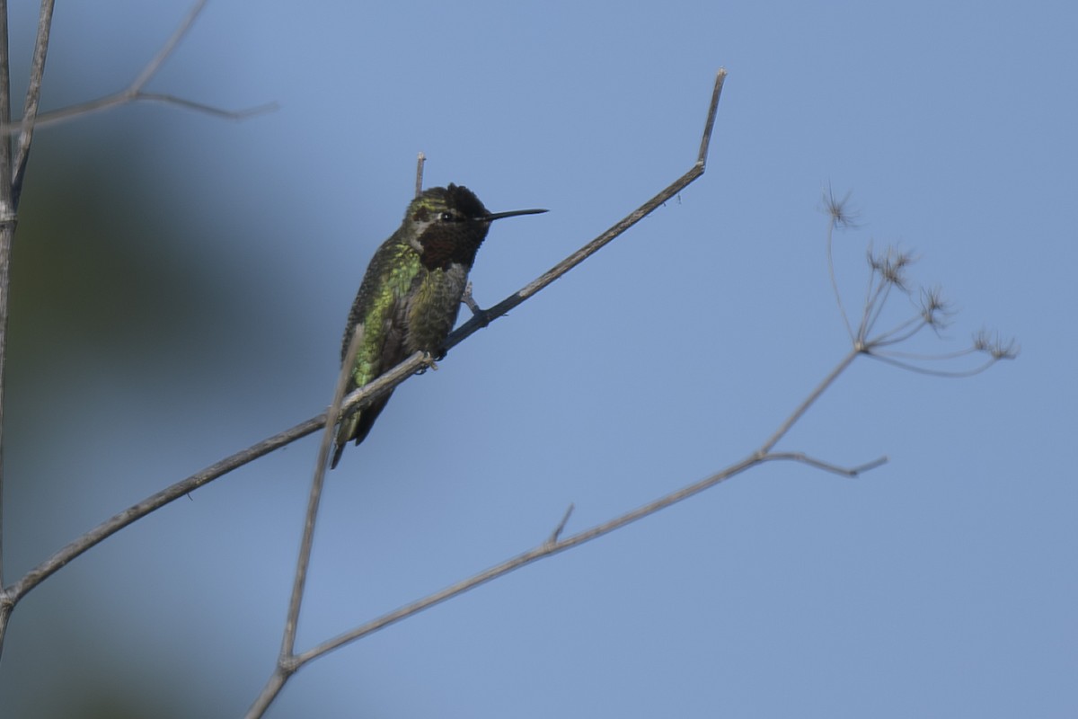 Anna's Hummingbird - ML616178588