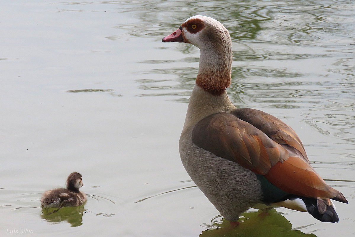 Egyptian Goose - Luís Manuel Silva