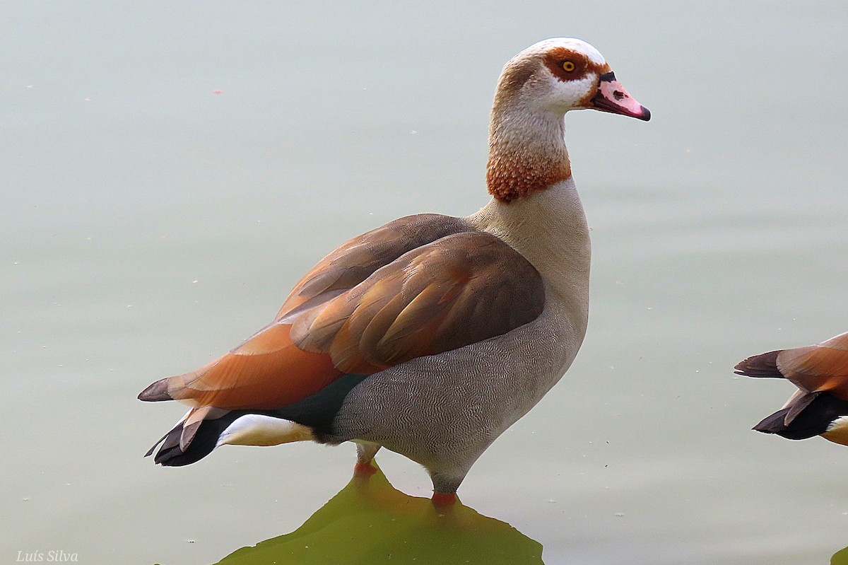 Egyptian Goose - Luís Manuel Silva