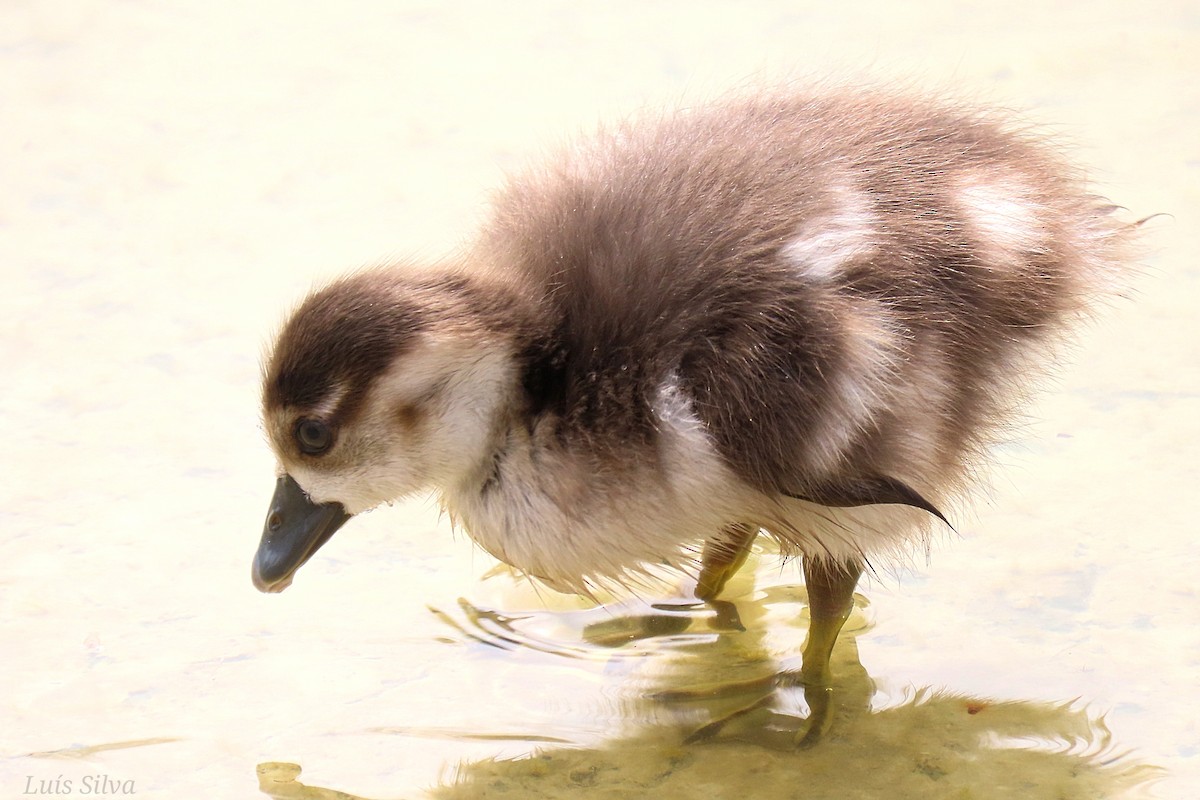 Egyptian Goose - Luís Manuel Silva