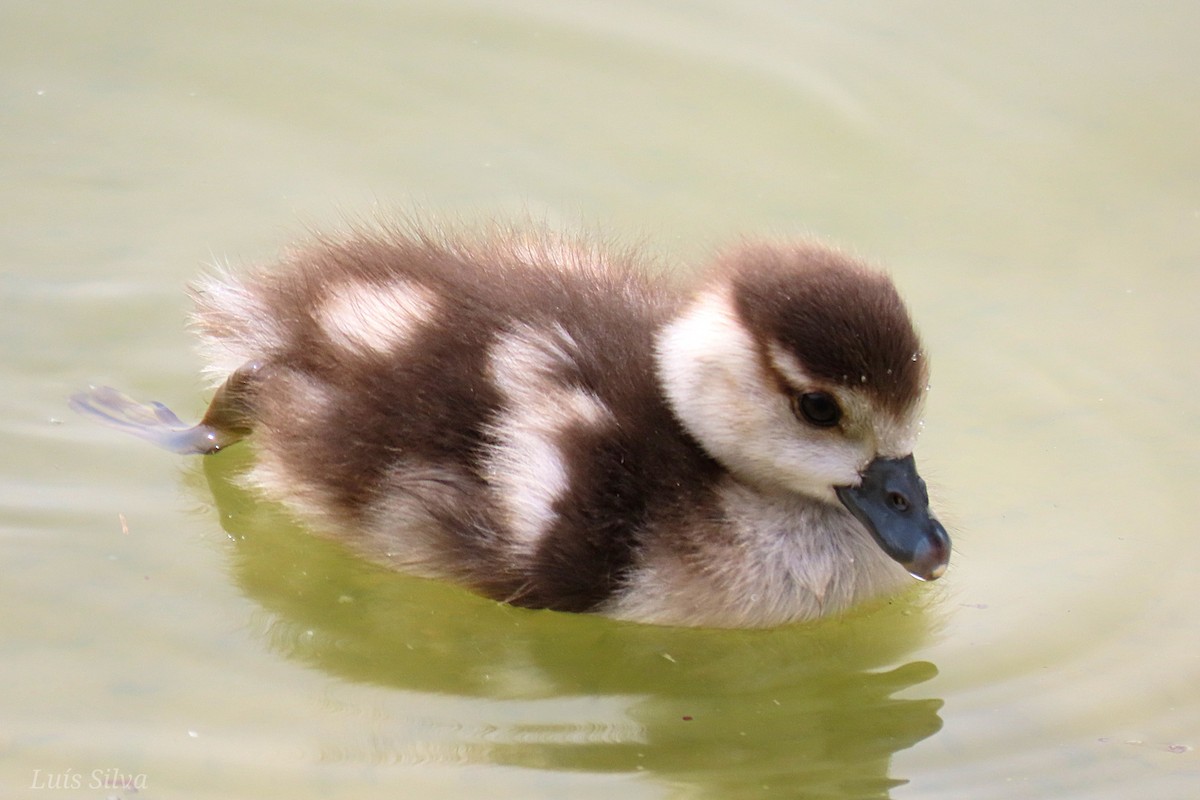 Egyptian Goose - Luís Manuel Silva