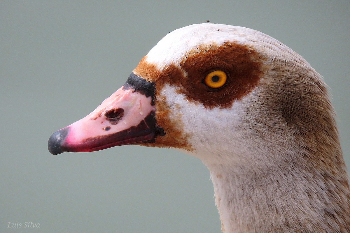 Egyptian Goose - Luís Manuel Silva