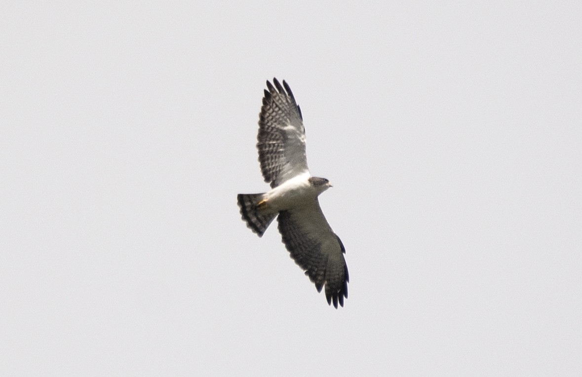 Short-tailed Hawk - Eduardo Vieira 17