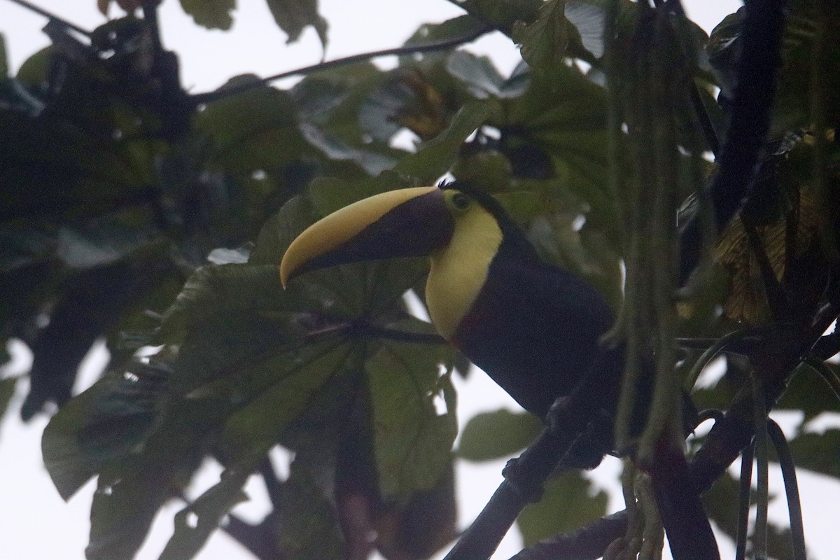 Yellow-throated Toucan - ML616178726