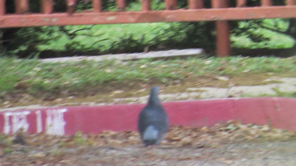 Rock Pigeon (Feral Pigeon) - ML616178771