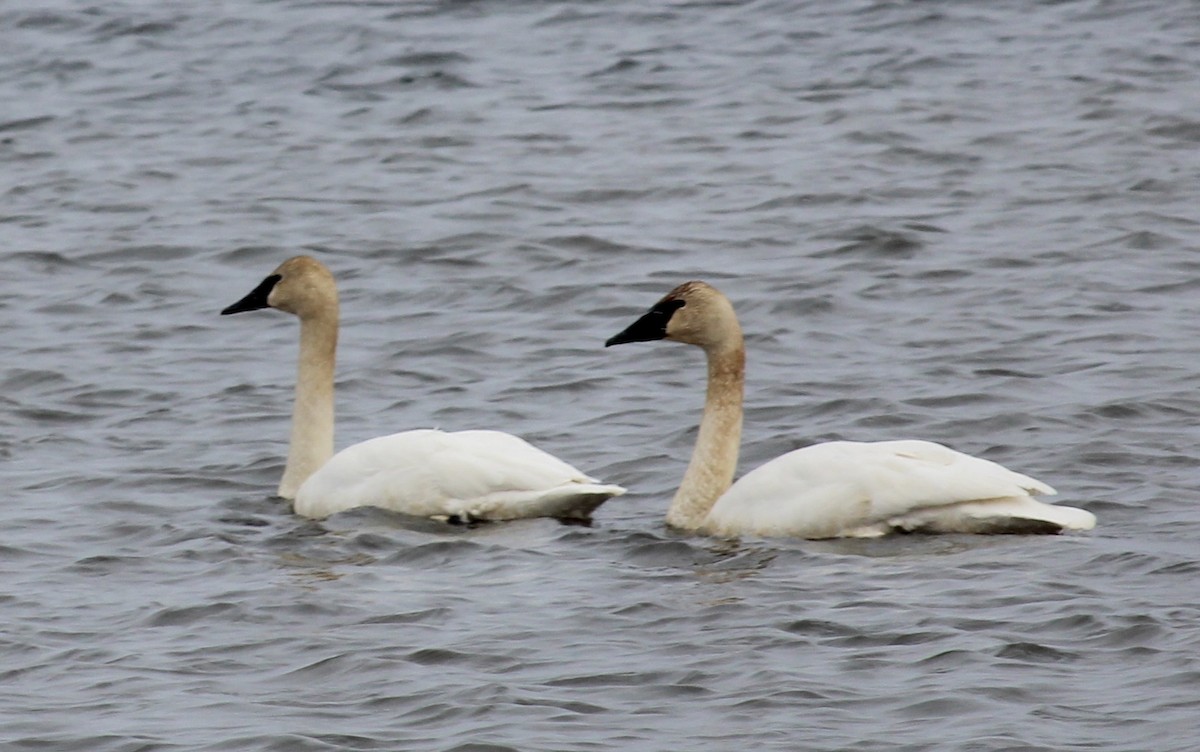 Trumpeter Swan - ML616178791