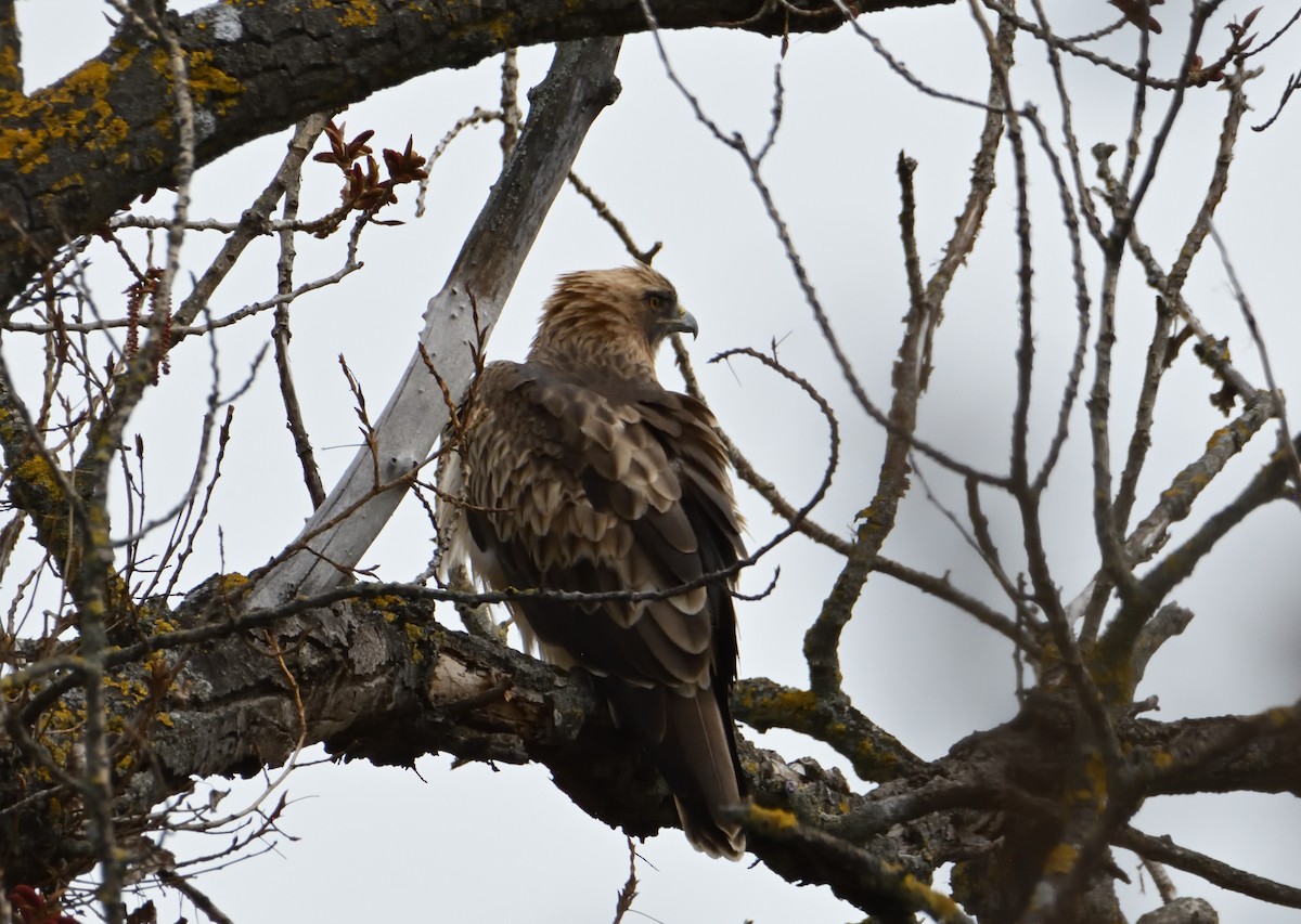 Booted Eagle - ML616178802