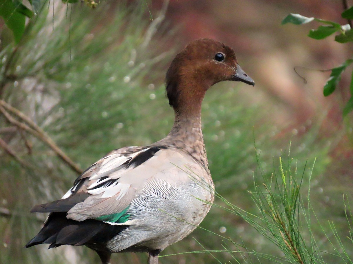 Canard à crinière - ML616178811