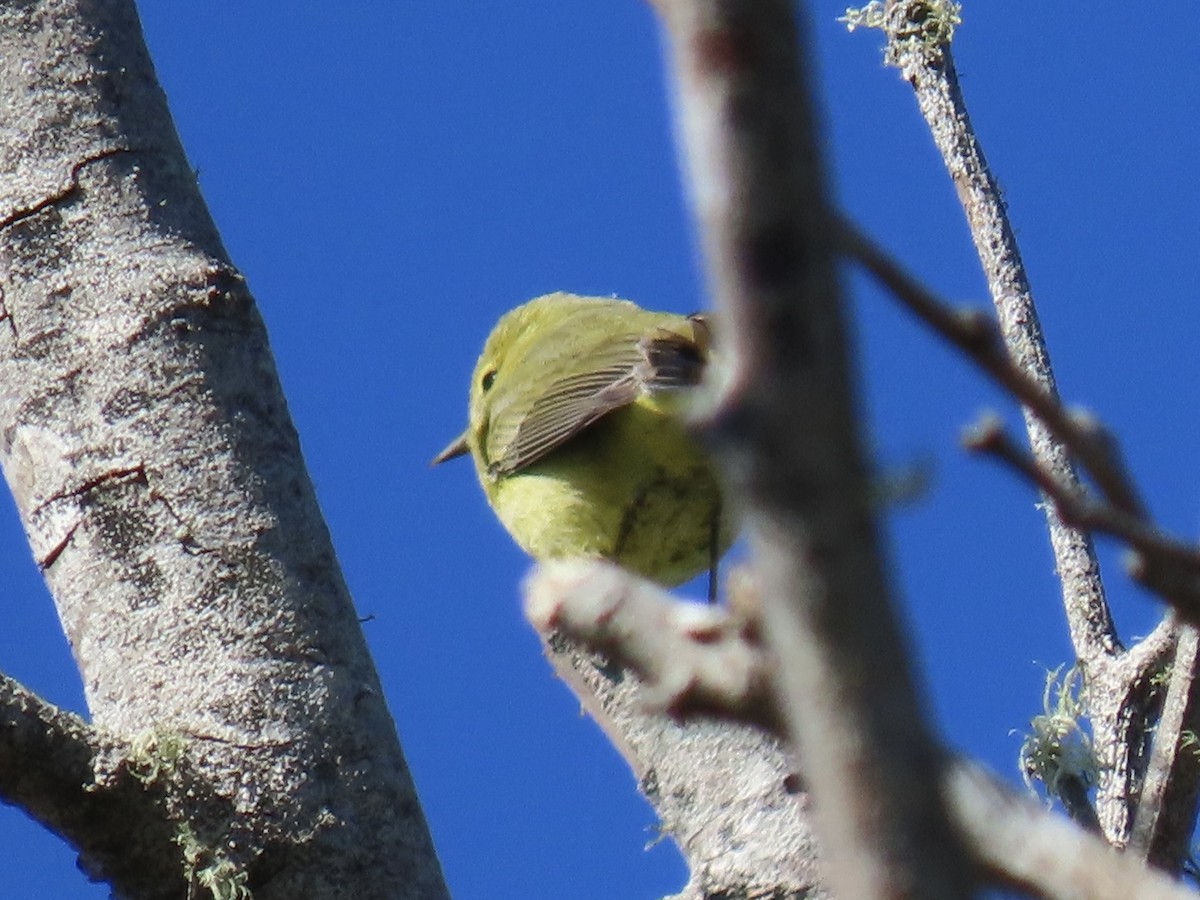 Orange-crowned Warbler - Alane Gray