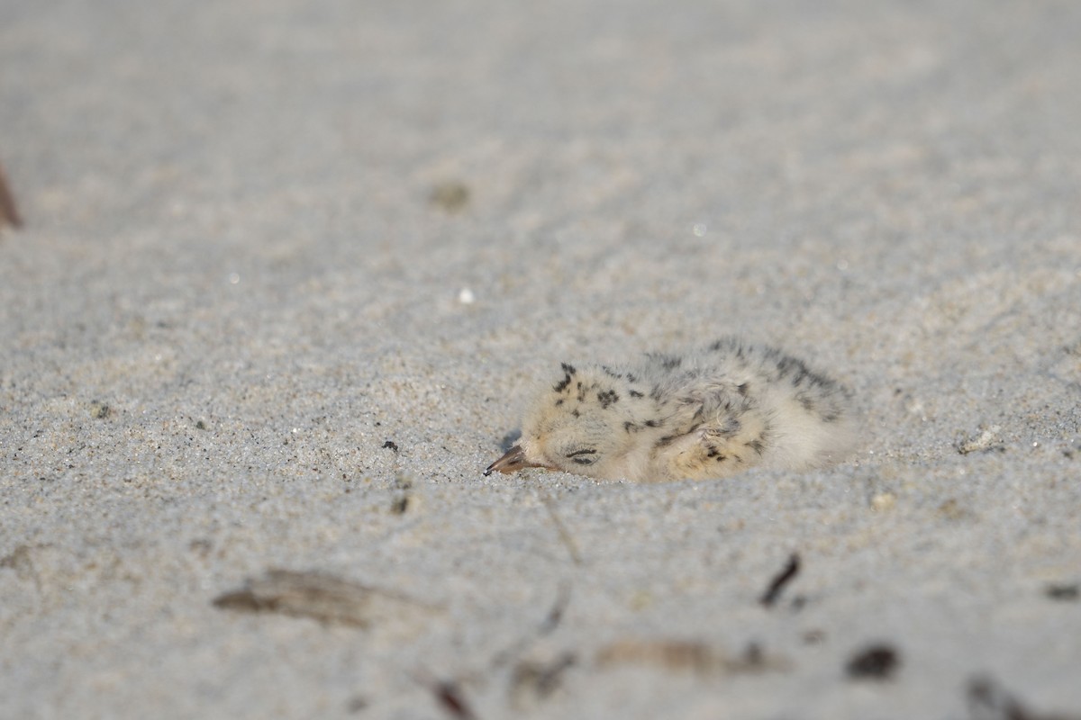 Least Tern - ML616178872