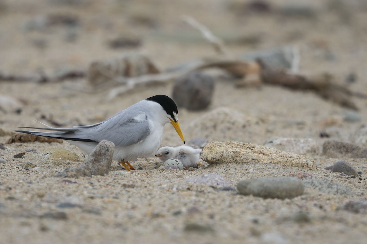 Least Tern - ML616178874