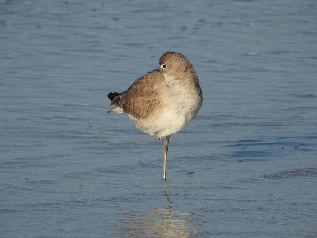 Willet - ML616178959