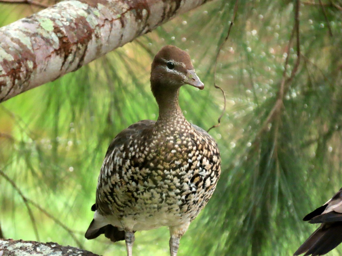 Canard à crinière - ML616179056