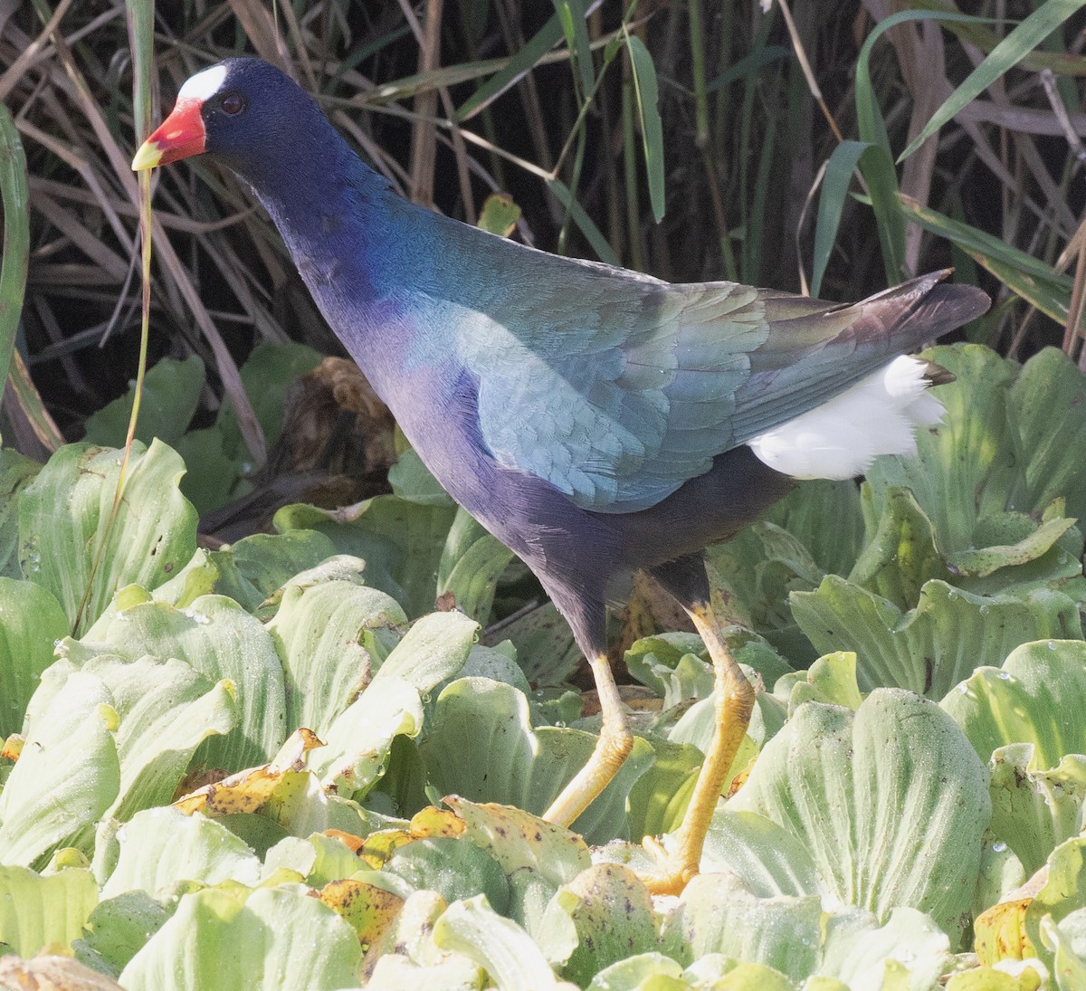 Purple Gallinule - ML616179084