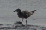 racek zelenonohý - ML616179086