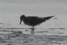 Audouin's Gull - Mark Hulme