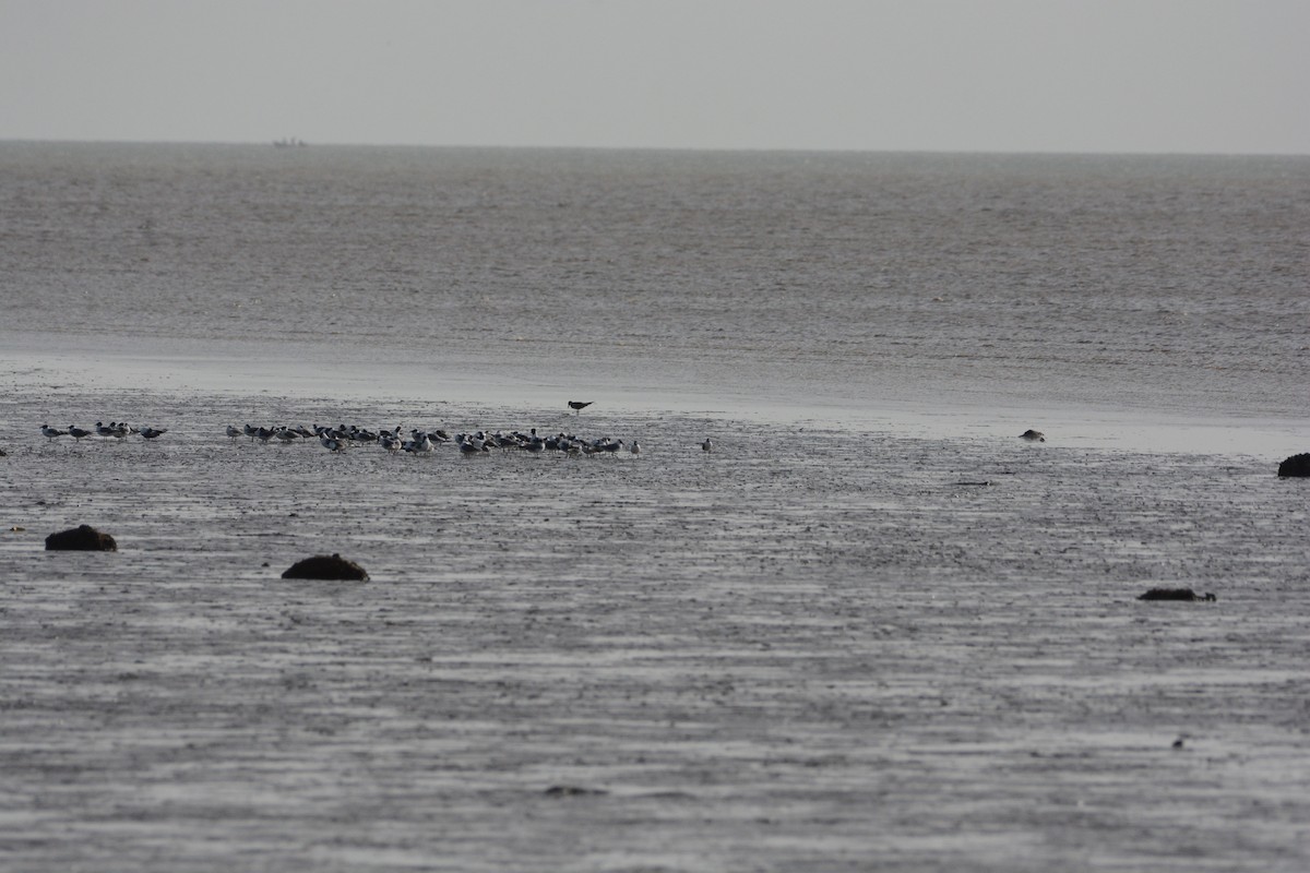 Gabbiano corso - ML616179092