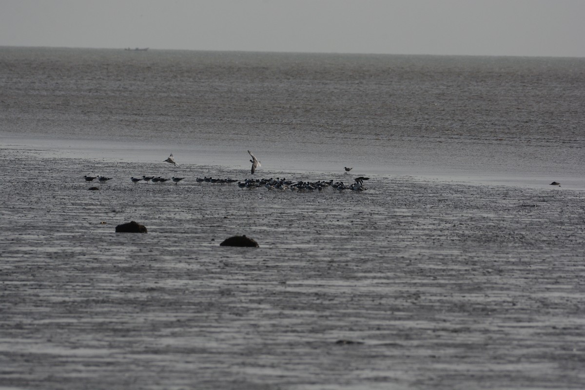 Gabbiano corso - ML616179093